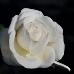 Silver Anniversary Hybrid Tea Rose (Rosa Silver Anniversary) 2